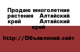 Продаю многолетние растения - Алтайский край  »    . Алтайский край